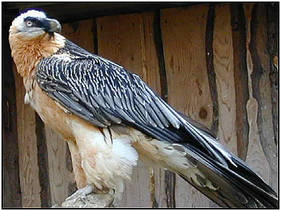 Bearded Vulture (Photograph Courtesy of Erich Mangl Copyright ©2000)