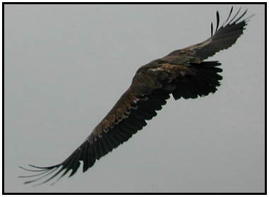 Eurasian Vulture (Photograph Courtesy of Erich Mangl (Copyright ©2000)