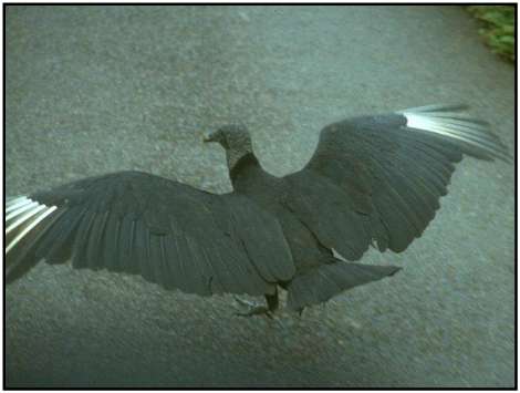 Black Vulture (Photograph Courtesy of M. Kramer Copyright ©2000)