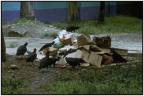 Black Vultures (Photograph Courtesy of M. Kramer Copyright ©2000)