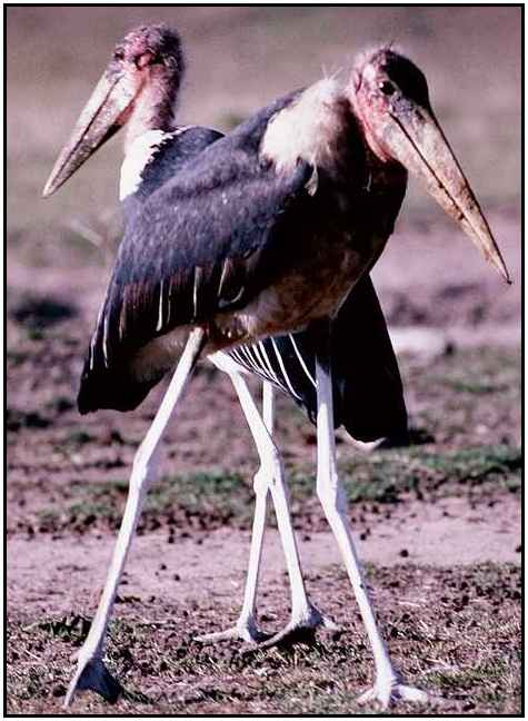 Marabou Storks (Photograph Courtesy of Broderbund Copyright ©2000)