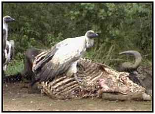African White-Backed Vultures (Photograph Courtesy of Africam Copyright ©2000)