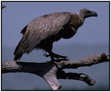 African White-Backed Vulture (Photograph Courtesy Gerald and Buff Corsi, California Academy of Sciences Copyright ©2000)