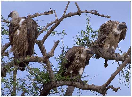 African White-Backed Vultures (Photograph Courtesy Gerald and Buff Corsi, California Academy of Sciences Copyright ©2000)