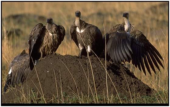 African White-Backed Vultures (Photograph Courtesy Gerald and Buff Corsi, California Academy of Sciences Copyright ©2000)