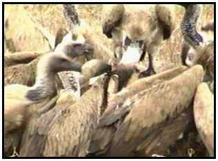 African White-Backed Vultures (Photograph Courtesy of Africam Copyright ©2000)