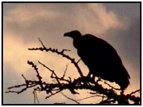 African White-Backed Vulture (Photograph Courtesy of Africam (Copyright ©2000)