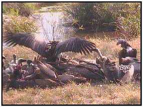 A Mix of Vultures feeds on a Carcass