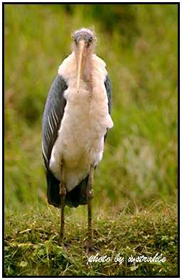 Marabou Stork (Photograph Courtesy of Bill Strahle Copyright ©2000)