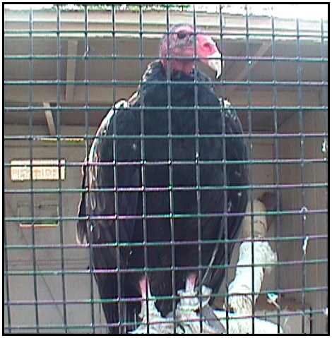 Turkey Vulture (Photograph Courtesy of Carol Engelhaupt Copyright ©2000)