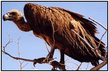 African White-Backed Vulture (Photograph Courtesy of Cliff Buckton (Copyright ©2000)
