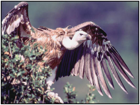 Eurasian Vulture (Photograph Courtesy of David Lingard (Copyright ©2000)
