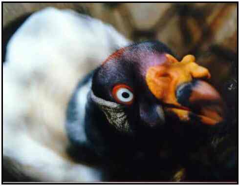 King Vulture (Photograph Courtesy of Deanna Hennessey Copyright ©2000)