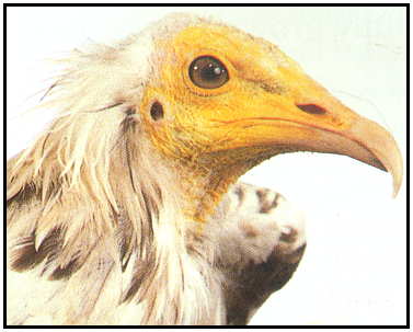 Eqyptian Vulture  (Copyright ©2000)