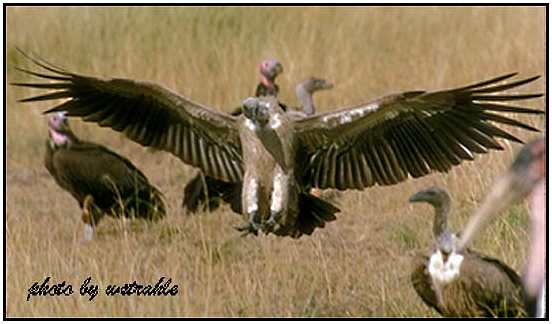 African White-Backed and Lappet-Faced Vultures (Photograph Courtesy of Bill Strahle Copyright ©2000)