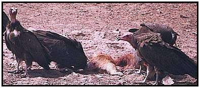 Hooded Vulture (Photograph Courtesy of Cliff Bucton (Copyright ©2000)