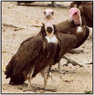 Hooded Vulture (Photograph Courtesy of Cliff Buckton (Copyright ©2000)