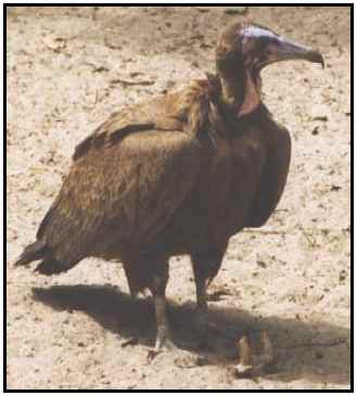 Hooded Vulture (Photograph Courtesy of Cliff Buckton (Copyright ©2000)
