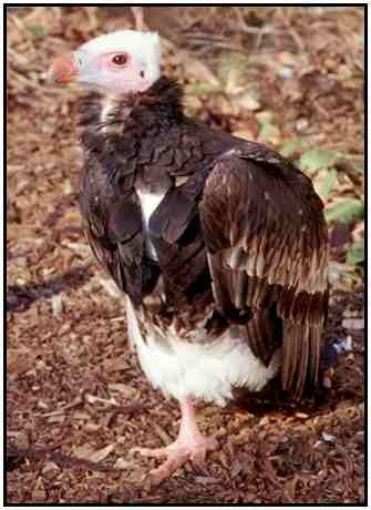 White-Headed Vulture (Photograph Courtesy of John White Copyright ©2000)