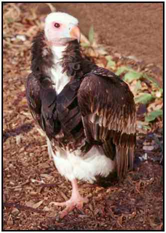 White-Headed Vulture (Photograph Courtesy of John White Copyright ©2000)
