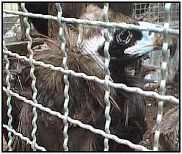 Cinereous Vulture (Photograph Courtesy of the Asian Animal Protection Network Copyright ©2000)