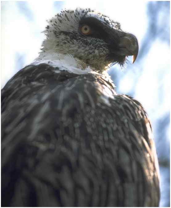 Bearded Vulture (Photograph Courtesy of Jan Branje Copyright ©2000)