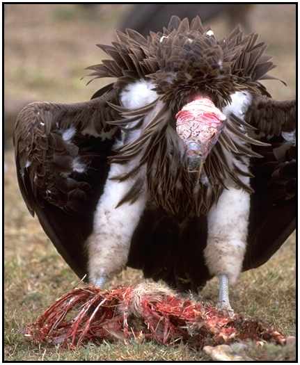 Lappet-Faced Vulture (Photograph Courtesy Gerald and Buff Corsi, California Academy of Sciences Copyright ©2000)