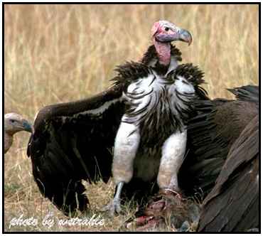 Lappet-Faced Vulture (Photograph Courtesy of Bill Strahle Copyright ©2000)