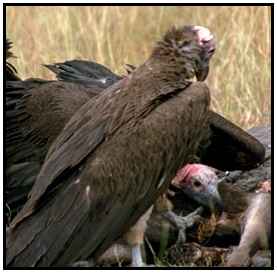 Lappet-Faced Vulture (Photograph Courtesy of Bill Strahle Copyright ©2000)