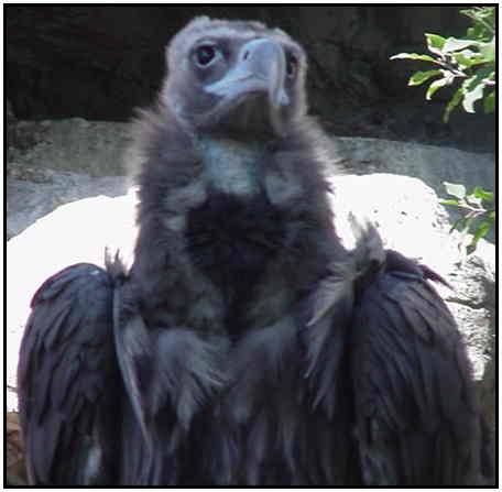 Cinereous Vulture (Photograph Courtesy of Linda Schueller Copyright ©2000)