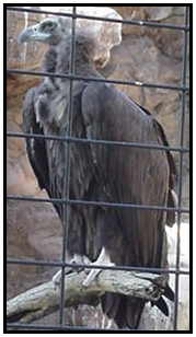 Cinereous Vulture (Photograph Courtesy of Linda Schueller Copyright ©2000)