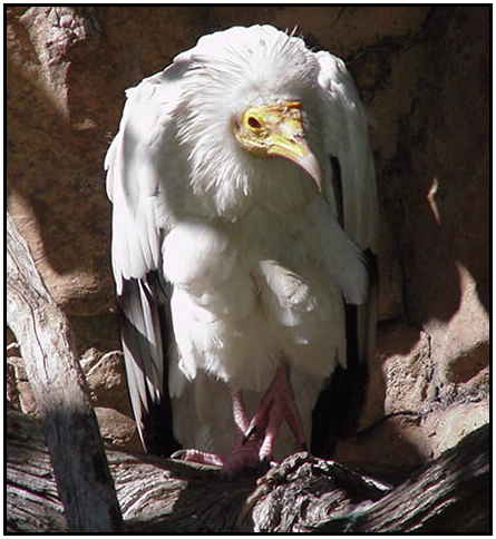 Egyptian Vulture (Photograph Courtesy of Linda Schueller Copyright ©2000)