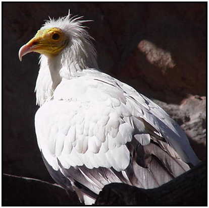 Egyptian Vulture (Photograph Courtesy of Linda Schueller Copyright ©2000)