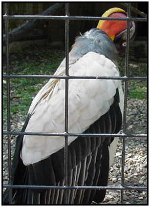 King Vulture (Photograph Courtesy of Holly Dean Morris Copyright ©2000)