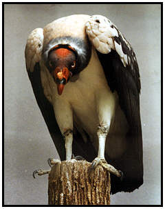 King Vulture (Photograph Courtesy of Lisa Purcell Copyright ©2000)