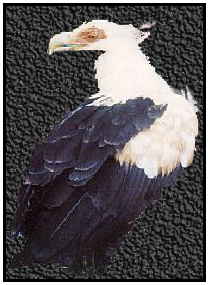 Palm-Nut Vulture (Copyright ©2000)