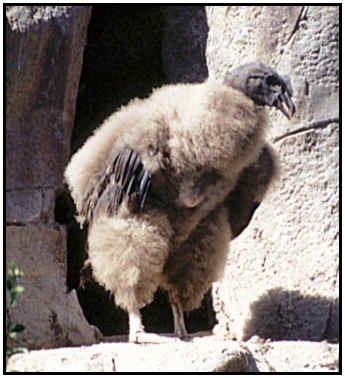Andean Condor Chick (Photograph Courtesy of Ralf Schmode Copyright ©2000)