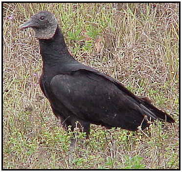 Black Vulture Photograph Courtesy of R.D. Scheer Copyright ©2000)