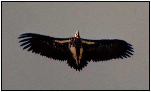 White-Headed Vulture (Photograph Courtesy of Ross Warner Photography Copyright ©2000)