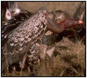 Ruppell's Griffons (Photograph Courtesy Gerald and Buff Corsi, California Academy of Sciences Copyright ©2000)