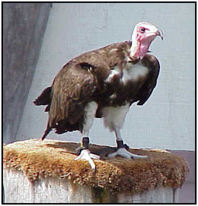 Hooded Vulture (Photograph Courtesy of Sheldon Glucksman (Copyright ©2000)