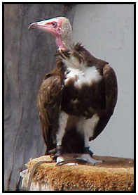 Hooded Vulture (Photograph Courtesy of Sheldon Glucksman (Copyright ©2000)