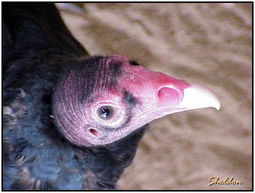 Turkey Vulture (Photograph Courtesy of Sheldon Glucksman Copyright ©2000)