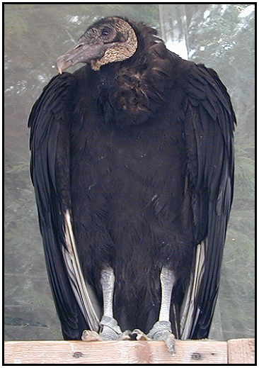 Black Vulture Photograph Courtesy of Stephen Hendricks Copyright ©2000)