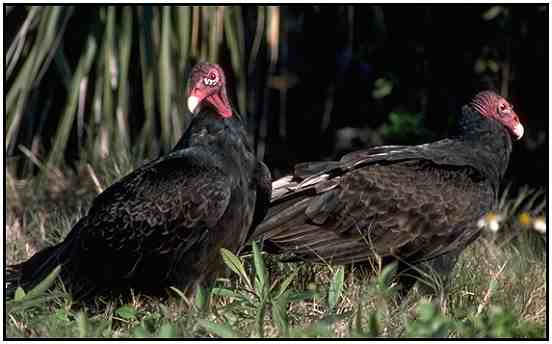 Turkey Vultures (Photograph Courtesy Gerald and Buff Corsi, California Academy of Sciences Copyright ©2000)