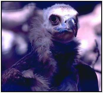 Cinereous Vulture (Photograph Copyright ©2000)