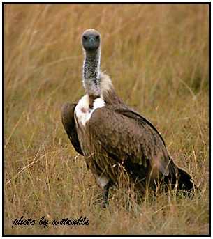 African White-Backed Vultures (Photograph Courtesy of Bill Strahle Copyright ©2000)