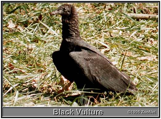 Black Vulture (Photograph Courtesy of ZooNet Copyright ©1996)