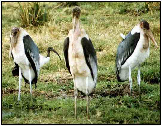 Marabou Storks (Photograph Courtesy of Broderbund Copyright 2000)