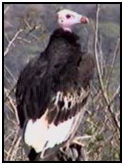 White-Headed Vultures (Photograph Courtesy of Africam Copyright 2000)